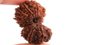 रुद्राक्ष