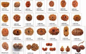 रुद्राक्ष